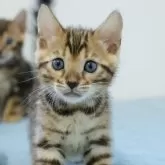 ベンガル
