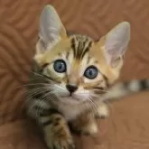 ベンガル