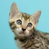 ベンガル