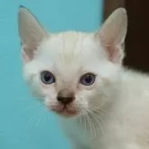 ベンガル