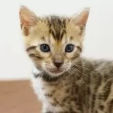 ベンガル