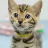 ベンガル