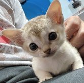 シンガプーラ