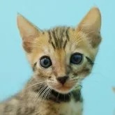 ベンガル