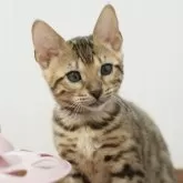 ベンガル【大阪府・女の子・2024年12月5日・ブラウンスポテッドタビー(ロゼット)】の写真1「とってもキュートなお顔です。」