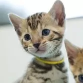 ベンガル【大阪府・女の子・2025年6月4日・ブラウンスポテッドタビー(ロゼット)】の写真14