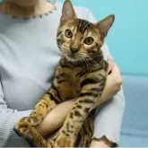 ベンガル【大阪府・男の子・2025年6月4日・ブラウンスポテッドタビー(ロゼット)】の写真2