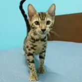 ベンガル【大阪府・女の子・2025年6月4日・ブラウンスポテッドタビー(ロゼット)】の写真2