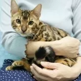 ベンガル【大阪府・男の子・2025年5月27日・ブラウンスポテッドタビー(ロゼット)】の写真2