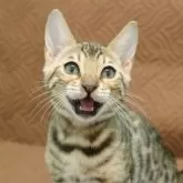 ベンガル【大阪府・男の子・2025年9月7日・ブラウンスポテッドタビー】の写真2「人が大好きな甘えん坊さん！」