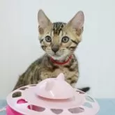 ベンガル【大阪府・男の子・2025年6月4日・ブラウンスポテッドタビー(ロゼット)】の写真12