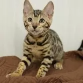 ベンガル【大阪府・女の子・2025年6月4日・ブラウンスポテッドタビー(ロゼット)】の写真9