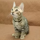 ベンガル【大阪府・男の子・2025年9月7日・ブラウンスポテッドタビー】の写真3