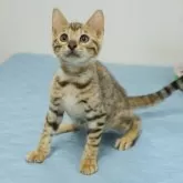 ベンガル【大阪府・女の子・2025年5月8日・ブラウンスポテッドタビー(ロゼット)】の写真3