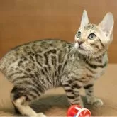 ベンガル【大阪府・男の子・2025年9月7日・ブラウンスポテッドタビー】の写真9