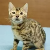 ベンガル【大阪府・男の子・2025年5月27日・ブラウンスポテッドタビー(ロゼット)】の写真4「カメラを見ると匂いを嗅ぎたくなってしまうようで、鼻が上を向きがちです（笑）」