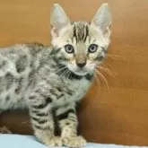 ベンガル【大阪府・男の子・2025年7月23日・ブラウンスポテッドタビー(ロゼット)】の写真11