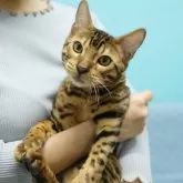 ベンガル【大阪府・男の子・2025年6月4日・ブラウンスポテッドタビー(ロゼット)】の写真4