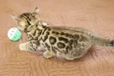 ベンガル【大阪府・男の子・2025年7月27日・ブラウン系】の写真6