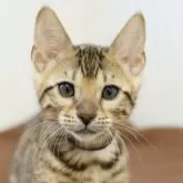 ベンガル【大阪府・女の子・2024年12月5日・ブラウンスポテッドタビー(ロゼット)】の写真4