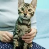 ベンガル【大阪府・男の子・2025年7月23日・ブラウンスポテッドタビー(ロゼット)】の写真4