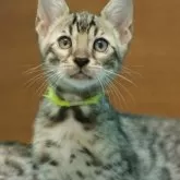 ベンガル【大阪府・男の子・2025年7月23日・ブラウンスポテッドタビー(ロゼット)】の写真10