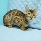 ベンガル【大阪府・男の子・2025年6月4日・ブラウンスポテッドタビー(ロゼット)】の写真4