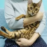 ベンガル【大阪府・男の子・2025年6月4日・ブラウンスポテッドタビー(ロゼット)】の写真5