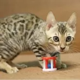 ベンガル【大阪府・男の子・2025年9月7日・ブラウンスポテッドタビー】の写真10