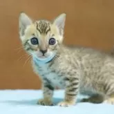 ベンガル【大阪府・男の子・2025年9月7日・ブラウンスポテッドタビー】の写真13