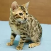 ベンガル【大阪府・男の子・2025年5月27日・ブラウンスポテッドタビー(ロゼット)】の写真6