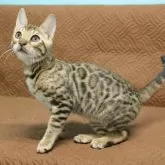 ベンガル【大阪府・男の子・2025年9月7日・ブラウンスポテッドタビー】の写真6