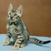 ベンガル【大阪府・男の子・2025年7月23日・ブラウンスポテッドタビー(ロゼット)】の写真12