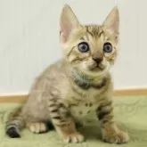 ベンガル【大阪府・男の子・2025年9月7日・ブラウンスポテッドタビー】の写真6