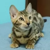 ベンガル【大阪府・女の子・2025年6月4日・ブラウンスポテッドタビー(ロゼット)】の写真7