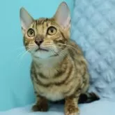 ベンガル【大阪府・男の子・2025年6月4日・ブラウンスポテッドタビー(ロゼット)】の写真7