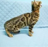 ベンガル【大阪府・男の子・2025年5月27日・ブラウンスポテッドタビー(ロゼット)】の写真7