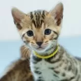 ベンガル【大阪府・女の子・2025年6月4日・ブラウンスポテッドタビー(ロゼット)】の写真15