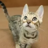 ベンガル【大阪府・男の子・2025年9月7日・ブラウンスポテッドタビー】の写真11