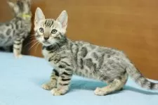 ベンガル【大阪府・男の子・2025年7月23日・ブラウンスポテッドタビー(ロゼット)】の写真10