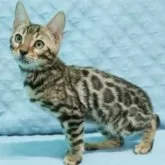 ベンガル【大阪府・男の子・2025年7月23日・ブラウンスポテッドタビー(ロゼット)】の写真9