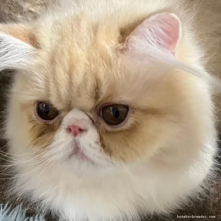 ID：2312-02823の子猫