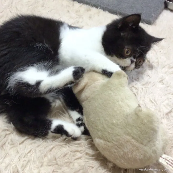 ID:2305-00311の子猫