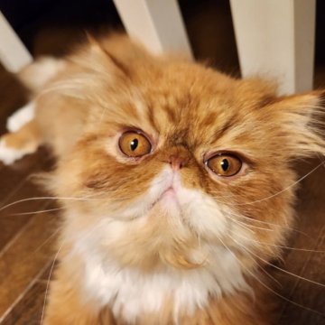 エキゾチックショートヘア【三重県・男の子・2023年2月22日・レッド&ホワイト（ロング）】の写真「ブチャカワ」