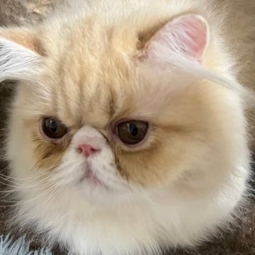 エキゾチックショートヘア【三重県・男の子・2023年11月3日・クリーム&ホワイト（ロング）】の写真「お鼻ペチャの男の子です」