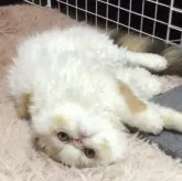 エキゾチックショートヘア【三重県・女の子・2023年2月10日・キャリコ】の写真1「今日のめいちゃん❤️シェリーメイって愛称にゃの💖チョロっとメッシュ入り、おっしゃれ〜」