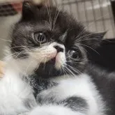 エキゾチックショートヘア【三重県・男の子・2023年3月3日・ブラック&ホワイト】の写真3「キラキラ写真なのにゃ〜🌟」