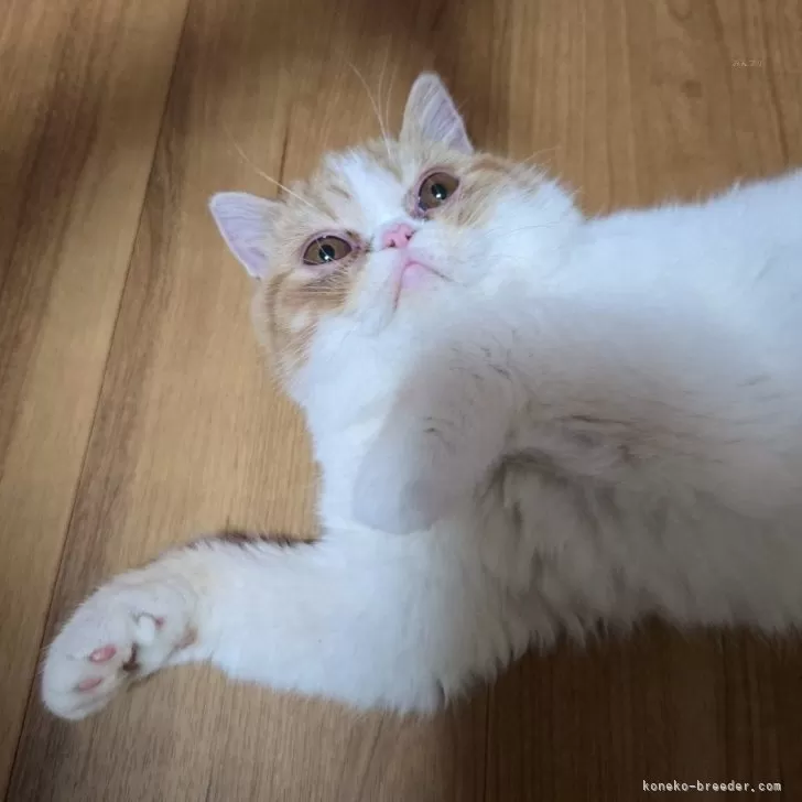 テディベア エキゾチック子猫ちゃん エキゾチックショートヘアな猫。 昨年 8月、エキゾのオス猫が