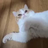 エキゾチックショートヘア