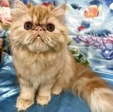 エキゾチックロングヘア